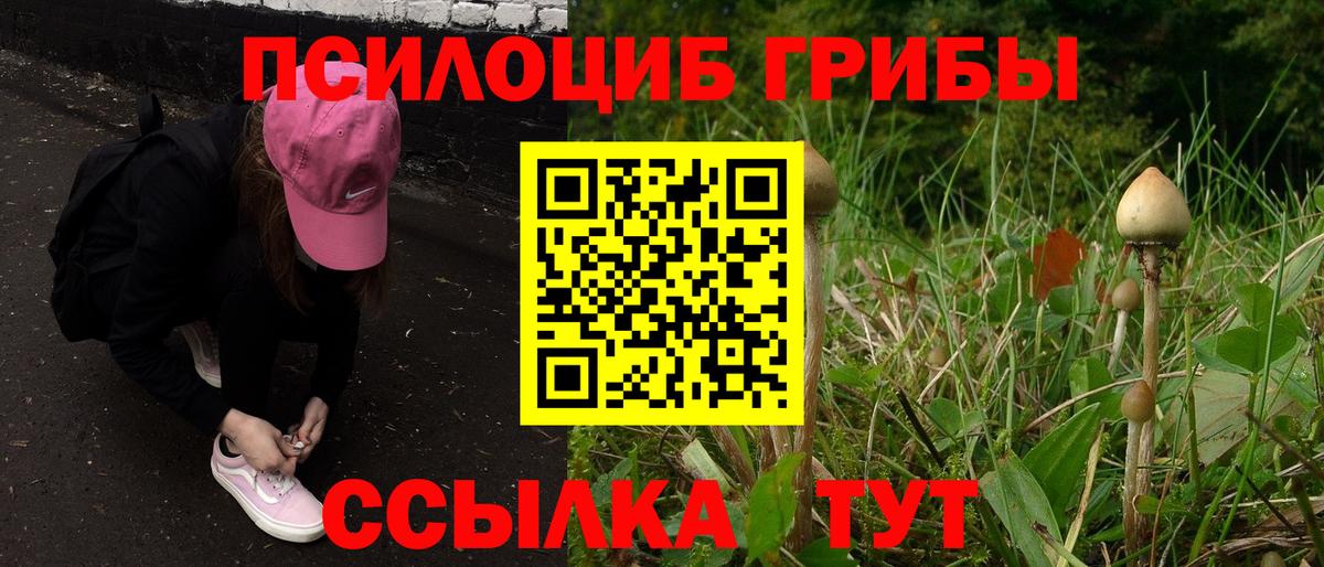 Псилоцибиновые грибы Psilocybe Ухта